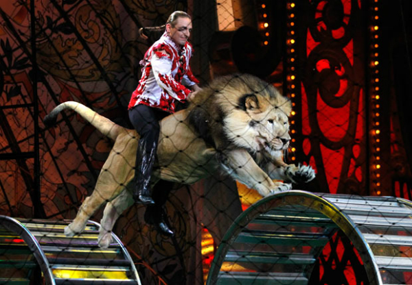 circus-lion